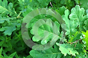Leaves on a young oak tree
