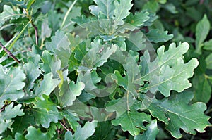 Leaves on a young oak tree