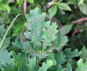 Leaves on a young oak tree