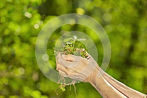 Young oak tree in human hands