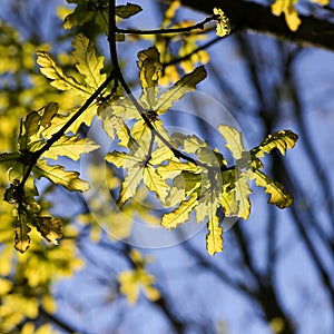 Young oak tree leaves illuminated by the sun with a bright green
