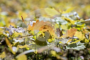 Young oak tree in a oak nursery