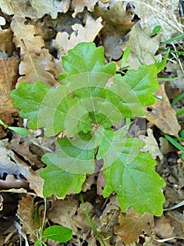 Young oak tree plant with five leaves detail