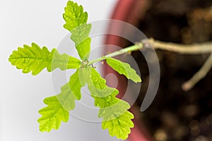 A young oak tree in a pot on a light background. Juicy green leaves in drops of water