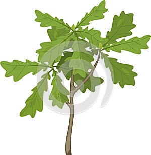 Young oak tree seedling with green leaves isolated on white