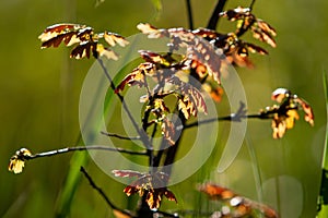 Young oak tree in the spring forest