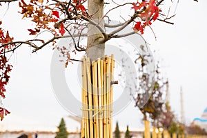 Young oak tree trunk wrapped with reeds bandage to protect it from frost and sunscald in autumn garden. Protection from cold,