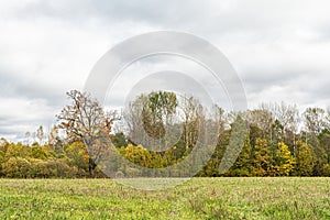 Young oak tree with yellow leaves on the meadow with green grass on the forest background. Cloudy autumn day