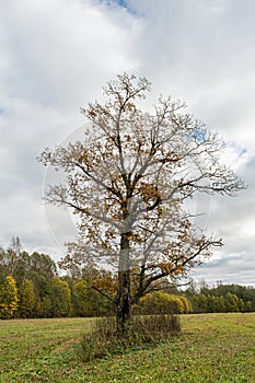 Young oak tree with yellow leaves on the meadow with green grass on the forest background. Cloudy autumn day