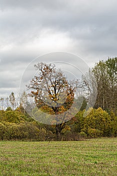 Young oak tree with yellow leaves on the meadow with green grass on the forest background. Cloudy autumn day