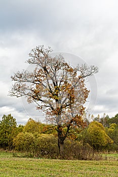 Young oak tree with yellow leaves on the meadow with green grass on the forest background. Cloudy autumn day