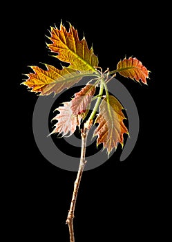 Young oak twig