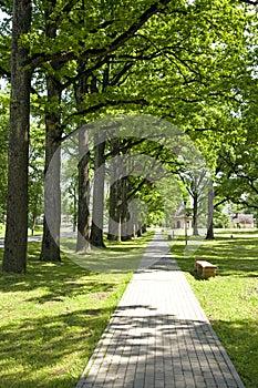 Young oaks trees alley