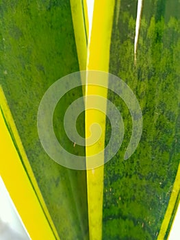 Young offspring Sansevieria trifasciata Laurentii, Snake Plant in terrace garden close up. Succulent, house plant.