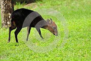 Young Okapi