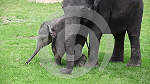 Young and old asian elephant elephas maximus