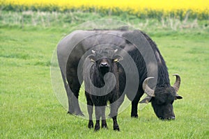 Young and old Buffalo