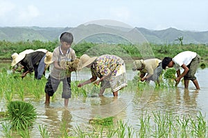 Young and old Filipinos working in a rice field