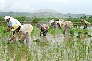 Young and old Filipinos working in a rice field