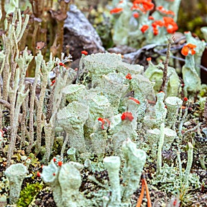 Young and old individuals of Cladonia cristatella or British Soldier lichen close up. Nature of Karelia, Russia