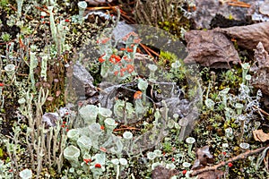 Young and old individuals of Cladonia cristatella or British Soldier lichen. Nature of Karelia, Russia