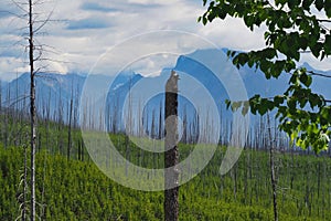 Young and Old Lodgepole Pines