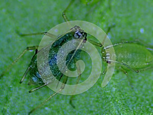 Young and old louse on a leaf of a mallow