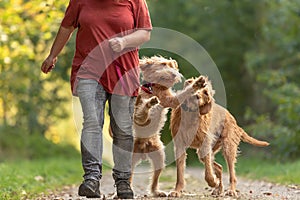 Young and old Magyar Vizsla. female dog handler is walking with her two funny and cheeky dog on the road in a forest
