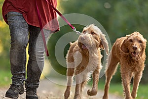 Young and old Magyar Vizsla. female dog handler is walking with her two odedient dog on the road in a forest