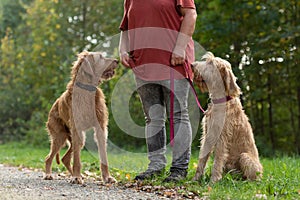 Young and old Magyar Vizsla. female dog handler is walking with her two odedient dog on the road in a forest