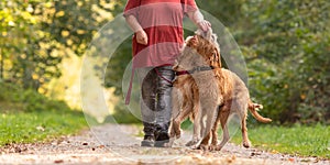 Young and old Magyar Vizsla. female dog handler is walking with her two odedient dog on the road in a forest