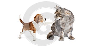 Big and small pets. Portrait of adorable cat and cute little puppy isolated on white background. Concept of animal life