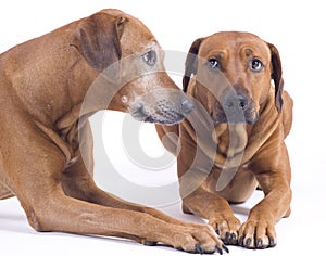 Young and old rhodesian ridgeback dogs