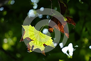 Young and old sugar maple leaf with soft light sunshine in the morning and blurry green background of trees in a fores