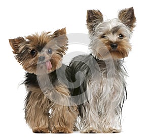 Young and old Yorkshire terriers