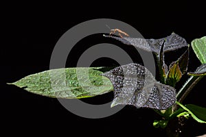 Young and older leaves of yellow catalpa Catalpa Ovata on dark background, beetle of heteroptera family on rear leaves
