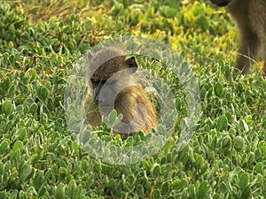 A young olive baboon feeds on leaves at amboseli national park