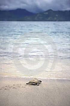 Young Olive ridley turtle