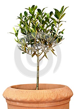 Young olive tree in pot