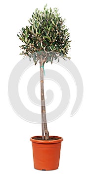 young olive tree in a pot