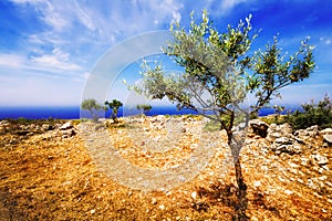 Young olive trees near Porto Roxa on Zakynthos island