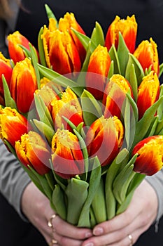 Young oman holding tulips. Gift card template, poster or greeting card - woman holding bouquet of tulips.