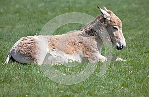 Young Onager sitting in field