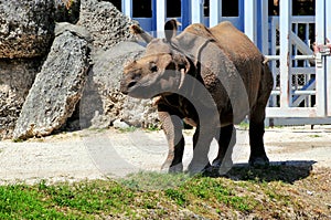 Young one-horned Asian rhinoceros in zoo