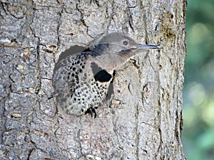 Northern Flicker Woodpecker