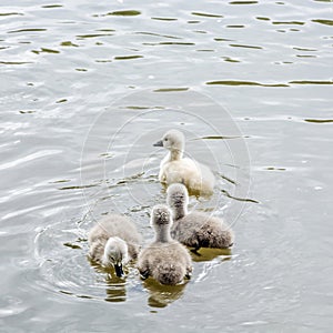 Young ones of white swan