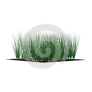 Young Onion Plants in the Garden on white. 3D illustration