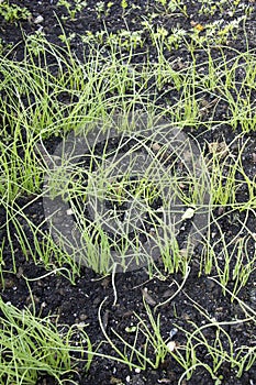 Young onion plants photo