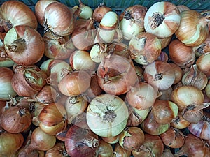 young onion shot close-up