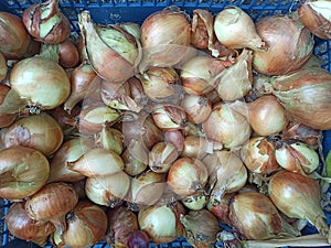 young onion shot close-up